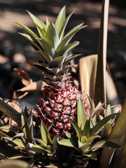 Fototapeta premium pineapple tree bearing fruit in the garden