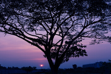 Fototapeta na wymiar Silhouette of big tree in twilight sunset sky background.