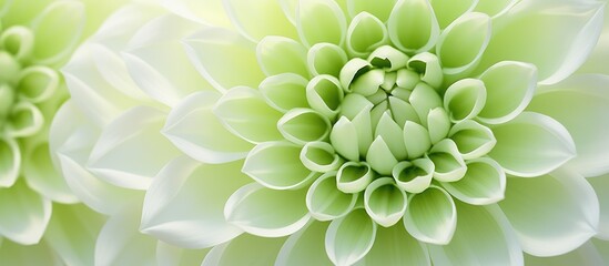 Fototapeta premium A macro photograph showcasing a green flower with white petals against a white background, highlighting the symmetry and patterns of this terrestrial plant