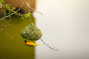 A brightly colored village weaver bird is caught in the act of meticulously constructing its distinctive, hanging woven nest. The bird clings to the woven structure and plant branches, which is set ag