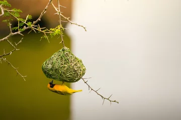 Fototapeten A brightly colored village weaver bird is caught in the act of meticulously constructing its distinctive, hanging woven nest. The bird clings to the woven structure and plant branches, which is set ag © NOWRA photography