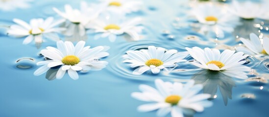 Several daisies gently drift in the aquatic plantfilled water, surrounded by fragrant white water lilies and sacred lotus flowers