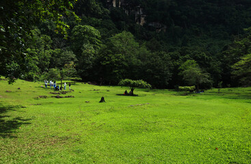 Natural Landscape of Indonesia. Green trees in forest. Day time photo