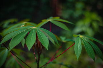 fresh cassava leaves in the field