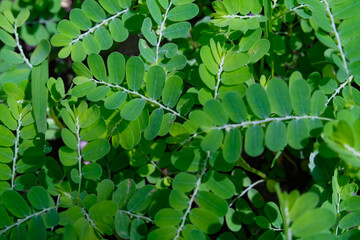 Macro Photography. Plant Closeup. Textured Background of green meniran herbal plant (Phyllanthus Niruri). Herbal tropical plants that grow wild in the yard. Shot with a macro lens