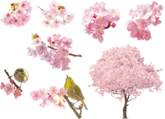 Rolgordijnen 切り抜き透過素材セットー河津桜 © Naomint