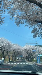 한국의 봄꽃