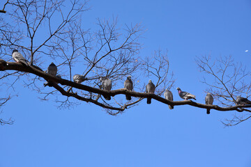 木の枝に等間隔に並んだ鳩