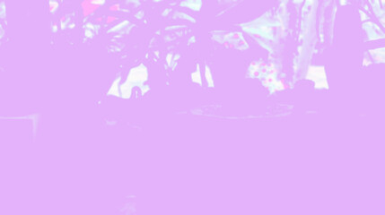 abstract background Ornamental flower gardening gradient magenta white light blur inside plant, pot, garden, house, flower, wall, decoration, room, tree, table, plants, window, furniture, indoor, arch