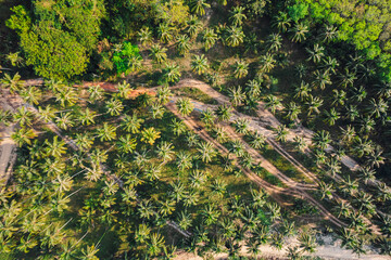 Island vacation in summer, aerial view of road and coconut trees on island