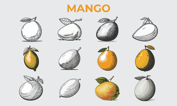 Mango Icon Illustration 