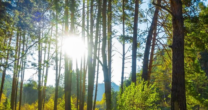 4k mountain evergreen pine tree forest timelapse at the summer or autumn time. Wild nature, clear water and rural valley. Sun rays, small creek, river and yellow grass. Motorised dolly slider movement