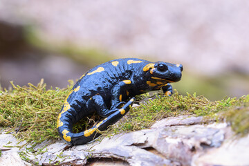 beautiful fire salamander in natural habitat - 756224112