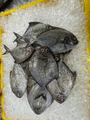 fresh raw cold seafood black white pomfret whole fish ikan head, fillet, meat, cut, tail on white...