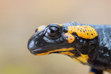 macro portrait of a beautiful fire salamander - 756224310