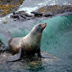 Obraz premium 일광욕 즐기고 있는 물개