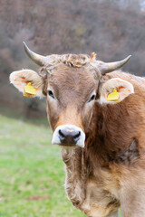 portrait of curious cow at the farm - 756224397