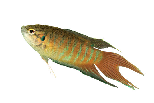male paradise fish isolated on white
