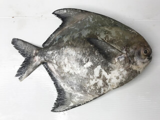 fresh raw cold seafood black white pomfret whole fish ikan head, fillet, meat, cut, tail on white ice background halal food cuisine hyper market menu for restaurant ingredient design