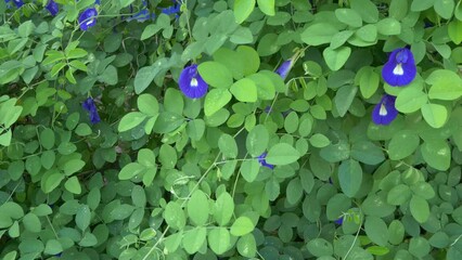 The asian pigeonwings or butterfly pea flower grows lushly in the backyard