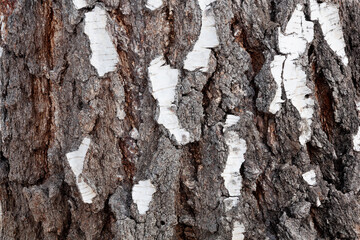 birch tree bark close-up