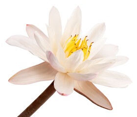 White lotus flower isolated on white background, White lotus on White Background With work path.