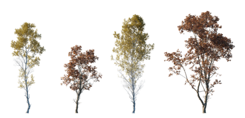 Betula ermanii set of gold ermans birch trees betula and Acer ukurunduense caudatum hua kai feng big medium trees isolated png in sunny daylight on a transparent background premium cutout