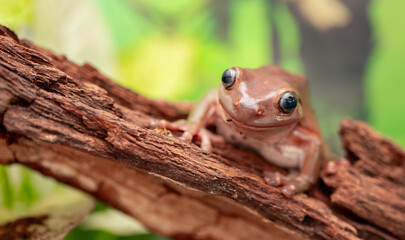 An Australian tree frog sits on the bark of a tree. The frog turns around and looks at the camera.