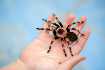 Tarantula spider on a man's hand close up. Tarantula spider as a pet.