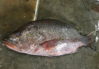 fresh raw cold seafood grey color expensive sea bass whole fish ikan head, fillet, meat, cut, tail on white ice background halal food cuisine hyper market menu for restaurant ingredient design