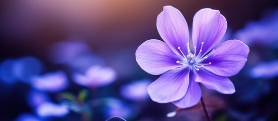 A close up of a violet herbaceous plant with vibrant purple petals, set against a blurry background...