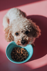 Candid Top View of a Cute Dog Joyfully Feeding on a Bowl of Delightful Dog Food. Ai generated