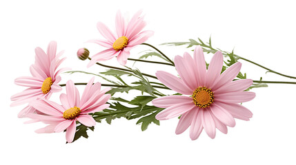 Captivating Botanical Beauty: Pink Daisies in a Romantic Floral Arrangement on a Transparent Background, Perfect for Elegant Decor and Modern Aesthetics