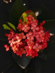 Beautiful details flowers with close up camera
