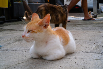 Animal Photography. Animal Behavior. Photo of two cats blocking the road. A predominantly white cat and a predominantly black cat are relaxing. Shot in Macro Lens