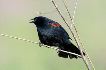 Close-up of red-winged blackbird perching on branch