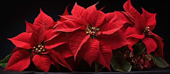 Poinsettia featuring bright double red blooms.