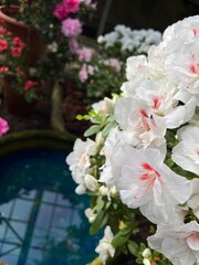 a concrete garden pond with bright emerald water and blooming azaleas and rhododendrons all around. first spring blooming bushes. Floral wallpaper
