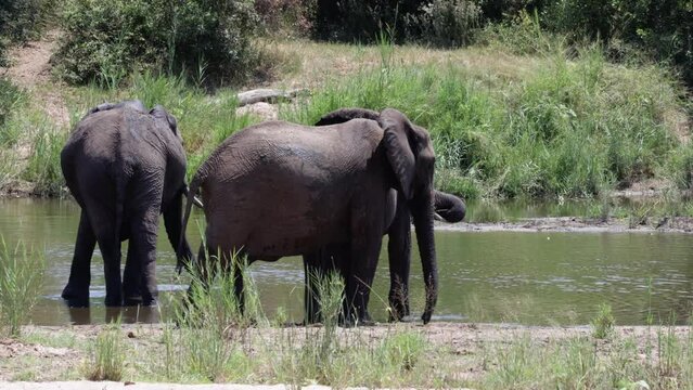 African elephant doing some multi-tasking