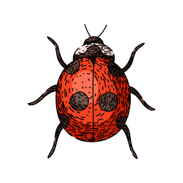 love ladybug hand drawn. bird beetle, set character, animal color love ladybug vector sketch. isolated color illustration