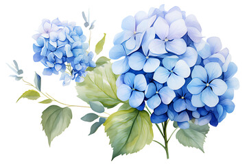 watercolor painting realistic Blue hydrangea flowers, branches and leaves on white background. Clipping path included.