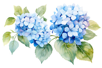 watercolor painting realistic Blue hydrangea flowers, branches and leaves on white background. Clipping path included.