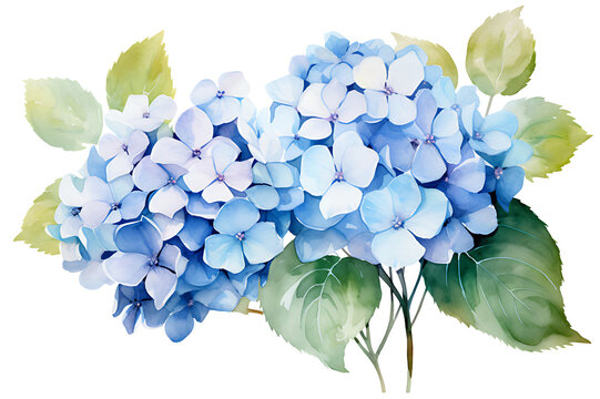 watercolor painting realistic Blue hydrangea flowers, branches and leaves on white background. Clipping path included.