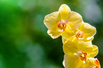 Obraz premium yellow Orchid branch on green natural background 