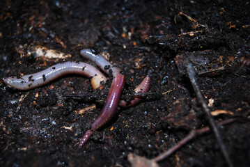 worms on the black ground in the forest