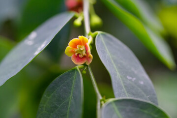 Macro Photography. Selective Focus. Close Up shot of yellow-orange Tecoma Stans (Trumpet Bushes) Flowers. Flowering Plants Tecoma stans among the leaves. Pretty Background