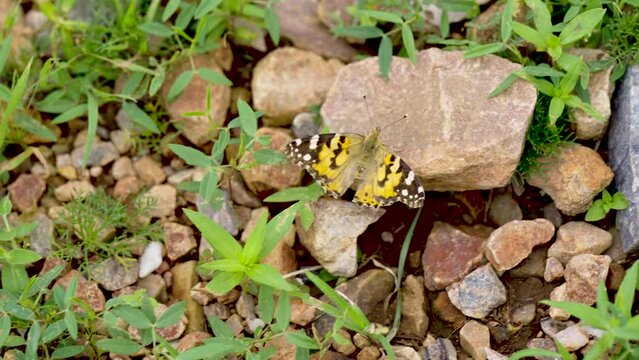 A top angle hand held close up shot of a black dotted yellow butterfly sitting on a small rock with grass around