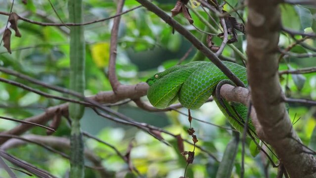 Camera zooms out as this green snake is resting facing to the left, Vogel’s Pit Viper Trimeresurus vogeli, Thailand