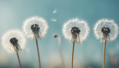 photo dandelions delicate seeds poised for flight stand out against a soft blue background