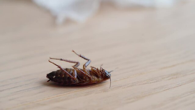 Gross Dead Giant Cockroach On Kitchen Counter - Macro Shot
